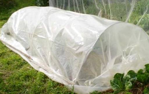 Cloche over vegetables